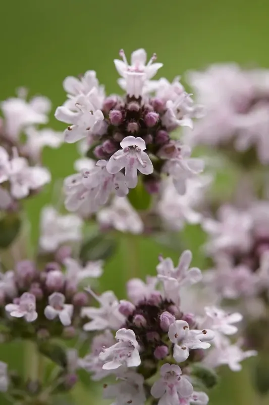 Tijm (Thymus praecox ‘Pink Chintz‘) - Online kopen
