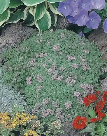 Profiteer nu | Tijm (Thymus praecox ‘Minor‘)