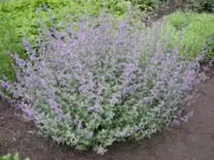 Kattenkruid (Nepeta faassenii ‘Grol‘) | Snelle levering