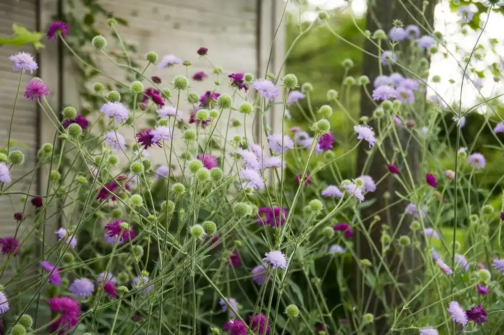 Beemdkroon (Knautia macedonica ‘Melton Pastels‘) | Dagdeal