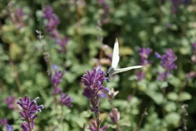 Kattenkruid (Nepeta racemosa ‘Grog‘) - Bestel nu