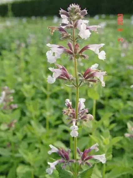 Direct bestellen | Kattenkruid (Nepeta grandiflora ‘Dawn to Dusk‘)