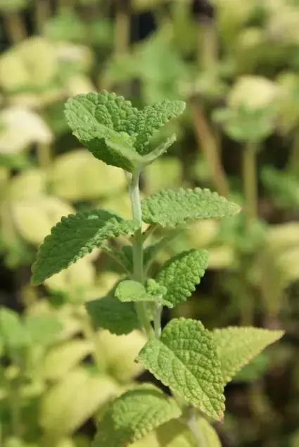 Extra voordeel - Kattenkruid (Nepeta govaniana)