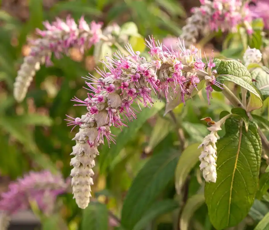 Shop nu | Hangende buddleja (Rostrinucula dependens)