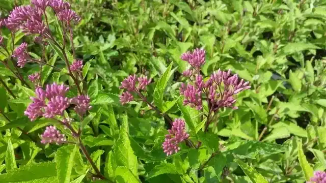 Slechts tijdelijk | Leverkruid (Eupatorium maculatum ‘JS Humble‘)