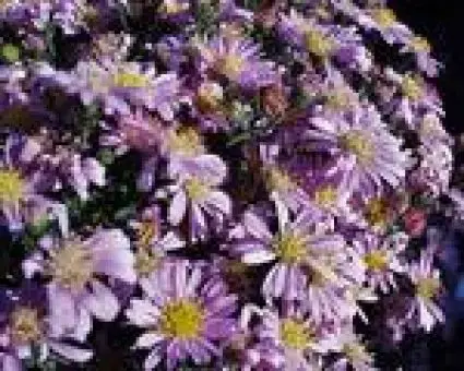 Koopje - Aster (Aster novi-belgii ‘Patricia Ballard‘)