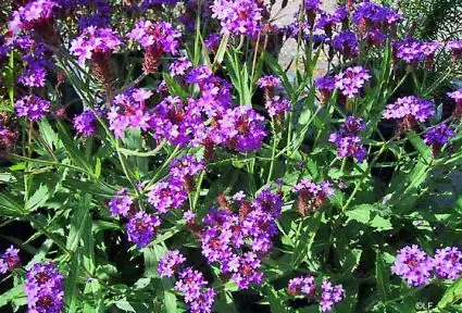Nog enkele stuks | IJzerhard (Verbena rigida)