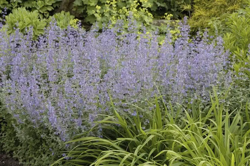 Kattenkruid (Nepeta faassenii) - Bestel nu