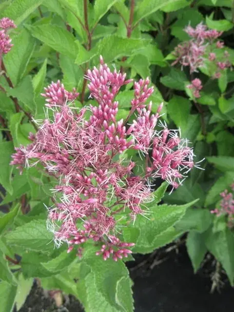 Leverkruid (Eupatorium maculatum ‘Atropurpureum‘) - Bestel vandaag
