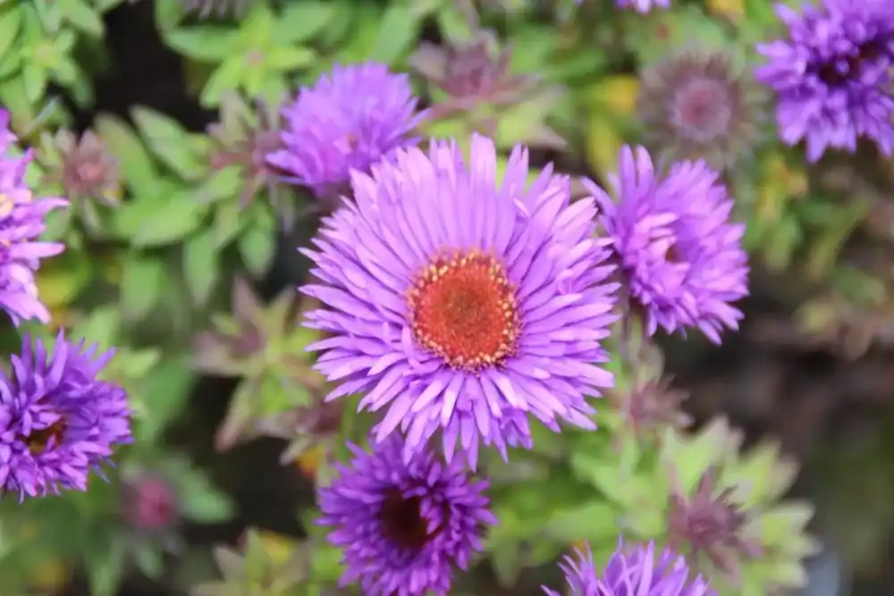 Uitverkoop | Aster (Aster novi-angliae ‘Purple Dome‘)