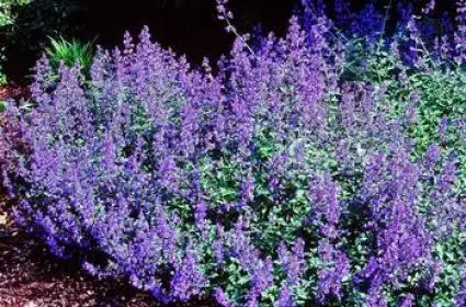 Direct leverbaar - Kattenkruid (Nepeta ‘Dropmore‘)