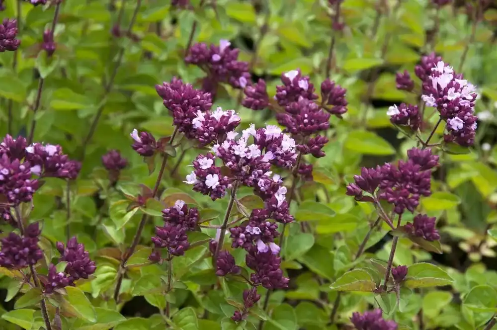 Veilig betalen - Marjolein (Origanum ‘Rosenkuppel‘)