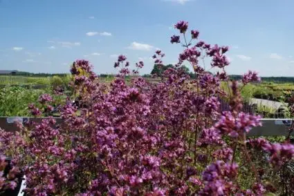 Op voorraad - Majoraan/marjolein (Origanum laevigatum ‘Hopleys‘)
