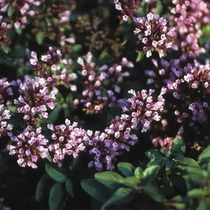 Marjolijn (Origanum laevigatum ‘Herrenhausen‘) | Deal
