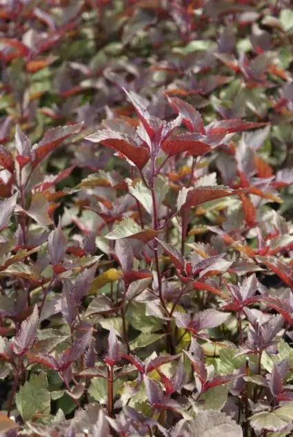 Leverkruid (Eupatorium rugosum ‘Chocolate‘) | Snelle levering
