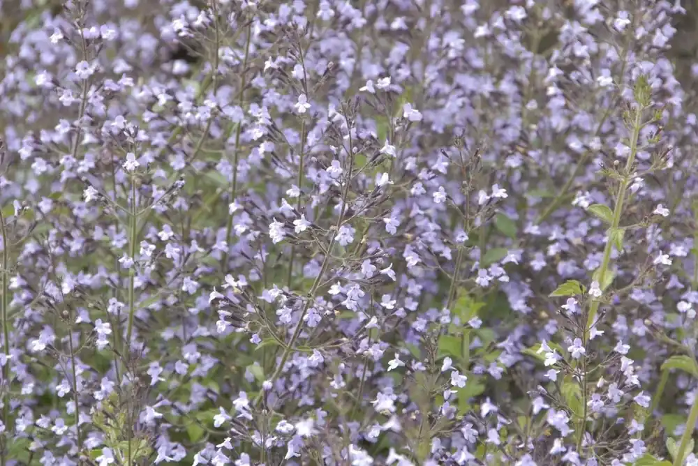 Veel gevraagd - Steentijm (Calamintha nepeta ‘Blue Cloud‘)