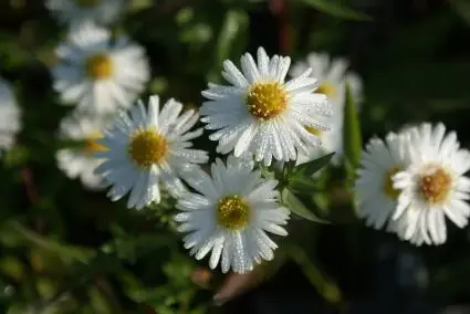 Bespaar meer | Aster (Aster novi-belgii ‘White Ladies‘)