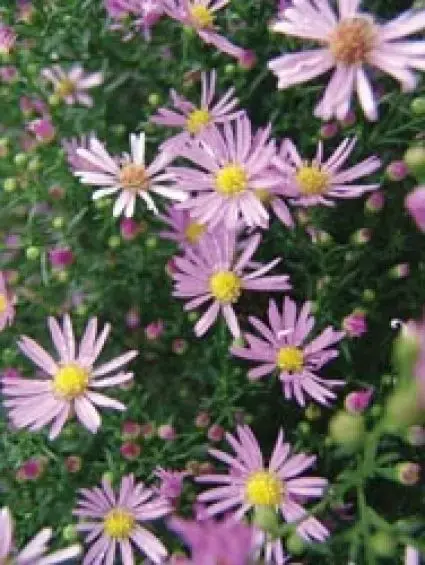 Aster (Aster novi-belgii ‘Schone von Dietlikon‘) | Flitsaanbieding