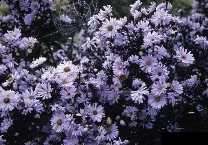 Zojuist toegevoegd | Aster (Aster novi-belgii ‘Porzellan‘)