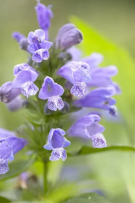 Kattenkruid (Nepeta subsessilis) | Rechtstreeks van de fabrikant