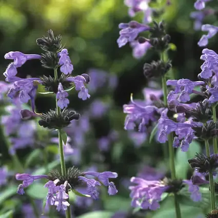 Kattenkruid (Nepeta sibirica) - Bestelbaar