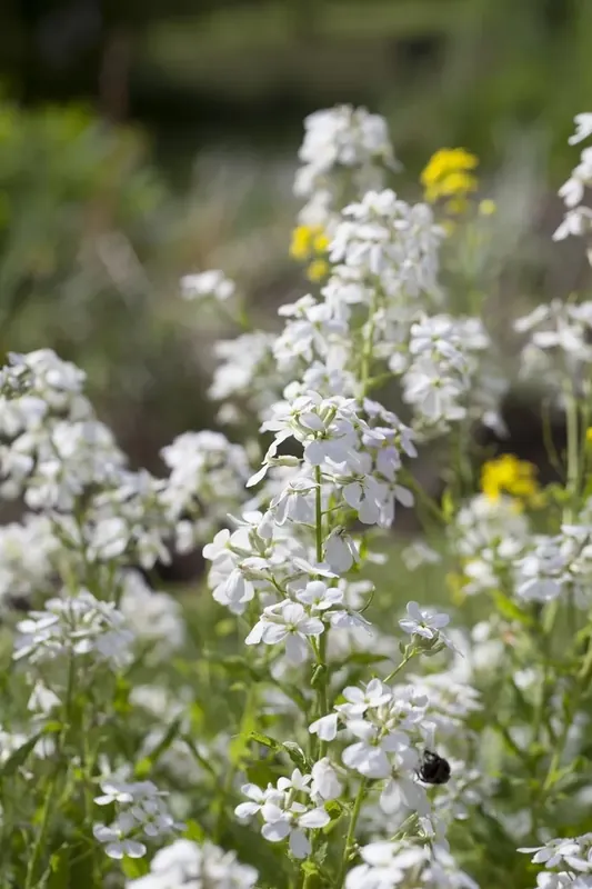 Damastbloem (Hesperis matronalis ‘Alba‘) | Actieprijs