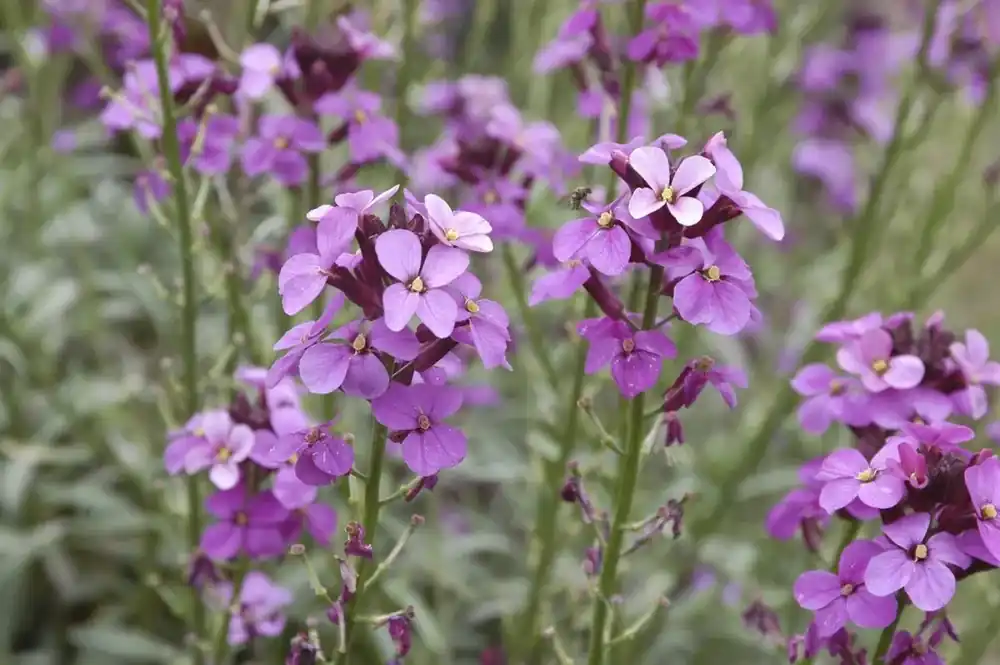 Erysimum ‘Bowles Mauve‘ kopen? Altijd voordelig! - Tijdelijke actie