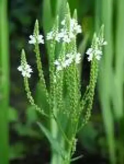 Snelle verzending - IJzerhard (Verbena hastata ‘Alba‘)