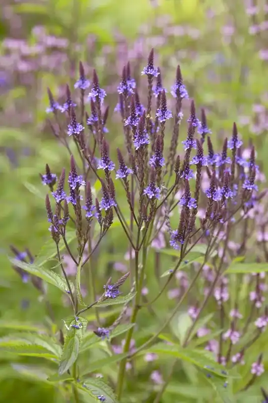 Veilig betalen | IJzerhard (Verbena hastata)