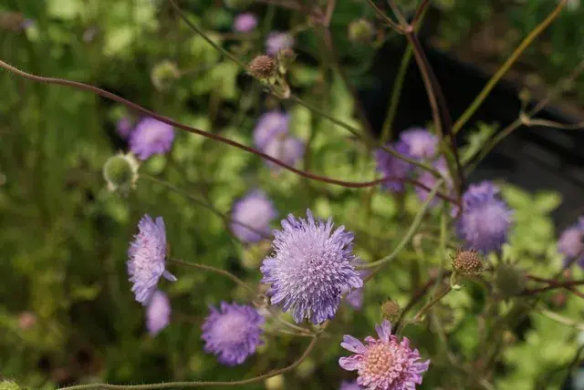 Beemdkroon (Knautia arvensis) BIO - Klantfavoriet
