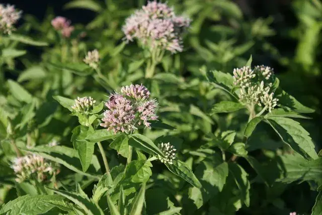 Actieprijs | Leverkruid (Eupatorium cannabinum) BIO