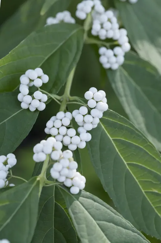 Op = op - Japanse schoonvrucht (Callicarpa japonica ‘Leucocarpa‘)