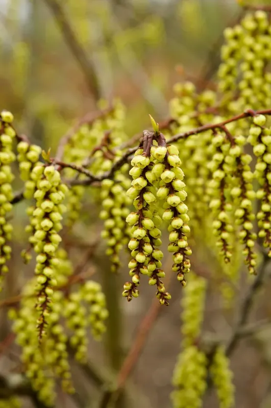 Staartaar (Stachyurus praecox) | Zeer goed beoordeeld