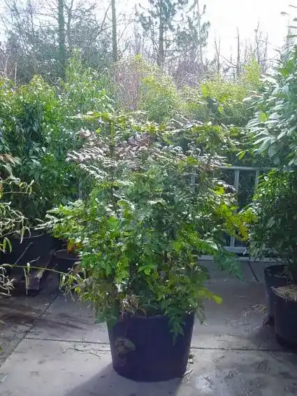 Meest verkocht | Chinese Mahoniestruik (Mahonia bealei)