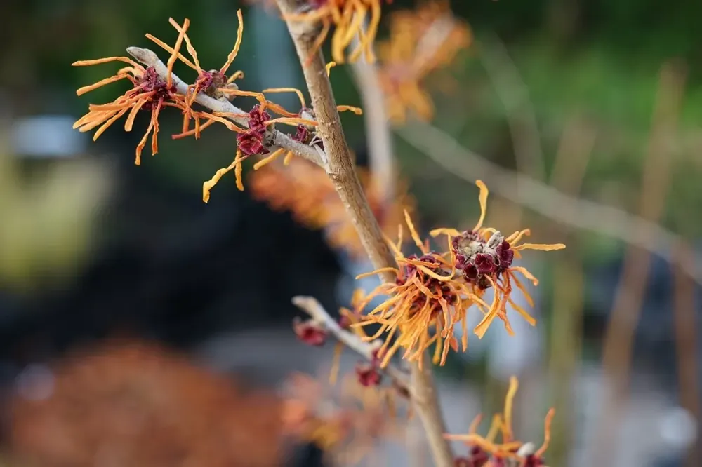 Toverhazelaar (Hamamelis intermedia ‘Jelena‘) | Favoriet van klanten