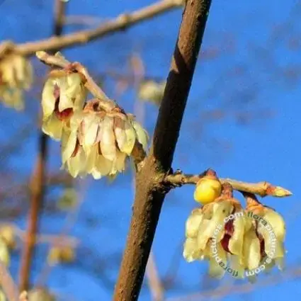Lage prijs | Winterzoet (Chimonanthus praecox)