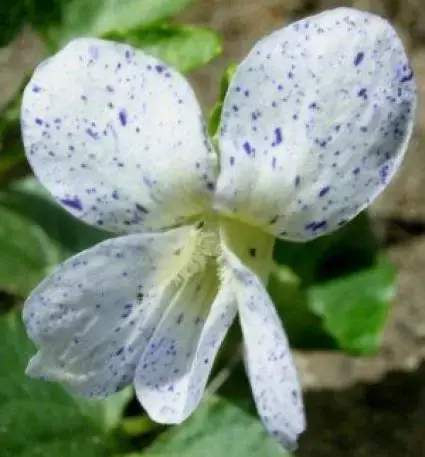 Viooltje (Viola sororia ‘Freckles‘) - Voordelig