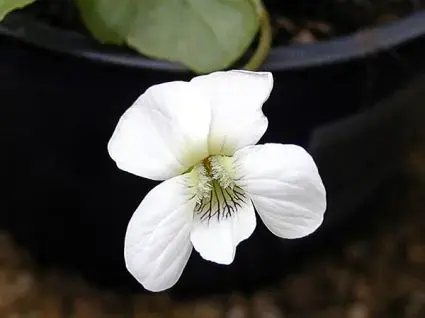 Viooltje (Viola sororia ‘Albiflora‘) | Makkelijk bestellen