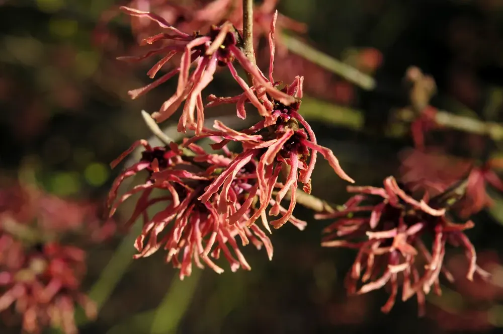 Favoriet van klanten - Toverhazelaar (Hamamelis intermedia ‘Ruby Glow‘)