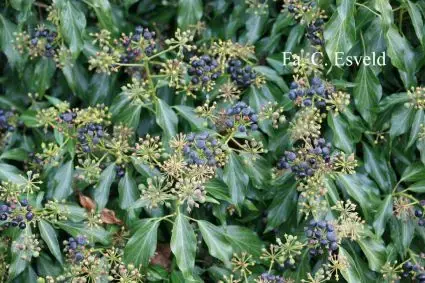 Nieuw product - Struikhedera (Hedera helix ‘Zorgvlied‘)