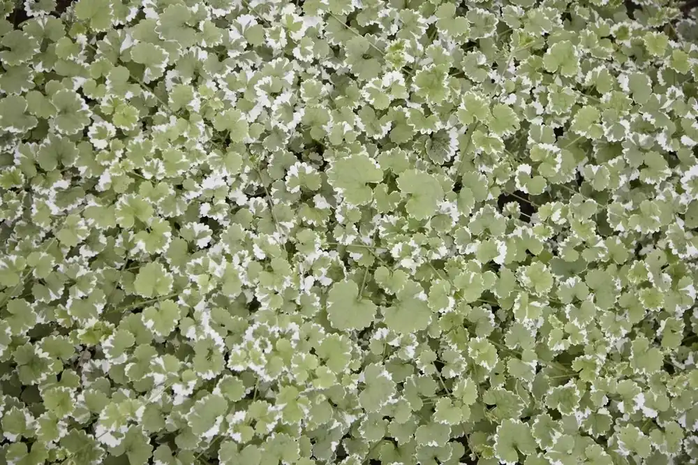 Snelle verzending - Hondsdraf (Glechoma hederacea ‘Variegata‘)