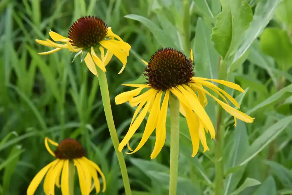 Koop vandaag - Zonnehoed (Echinacea paradoxa)