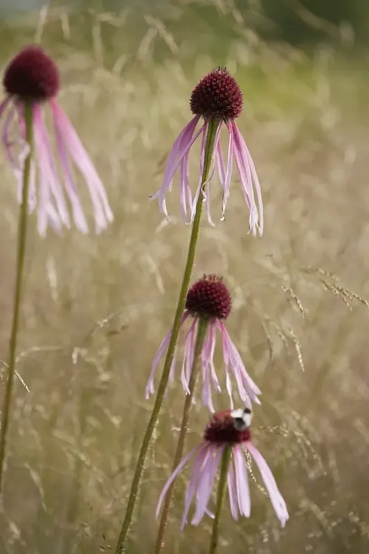 Nieuw binnengekomen | Egelzonnehoed (Echinacea pallida)