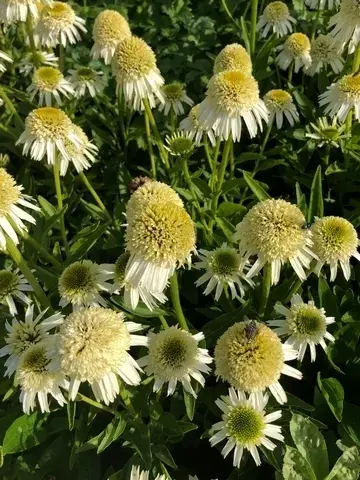 Populair | Zonnehoed (Echinacea purpurea ‘Delicious Nougat‘)
