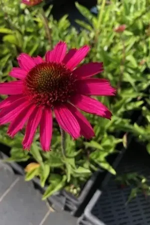Zonnehoed (Echinacea purpurea ‘Delicious Candy‘) | Topproduct