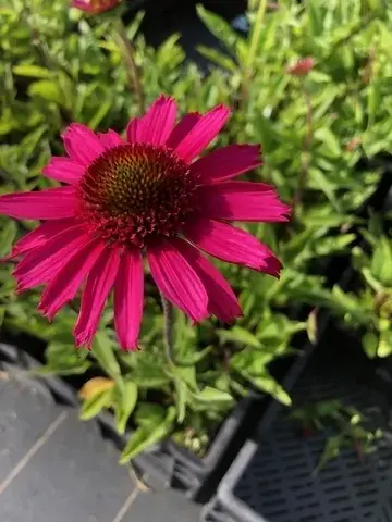 Zonnehoed (Echinacea purpurea ‘Delicious Candy‘) | Topproduct