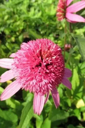 Zonnehoed (Echinacea purpurea ‘Pink Double Delight‘) - Nieuw