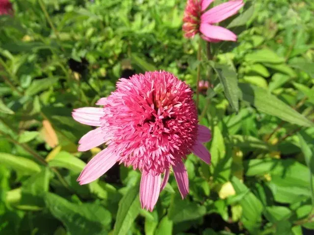 Zonnehoed (Echinacea purpurea ‘Pink Double Delight‘) - Nieuw
