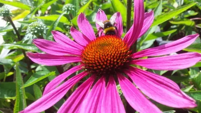 Dagdeal - Zonnehoed (Echinacea purpurea ‘J.S. Roho‘)