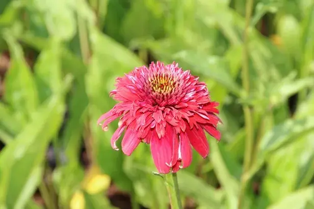 Lage prijs - Zonnehoed (Echinacea purpurea ‘Eccentric‘)